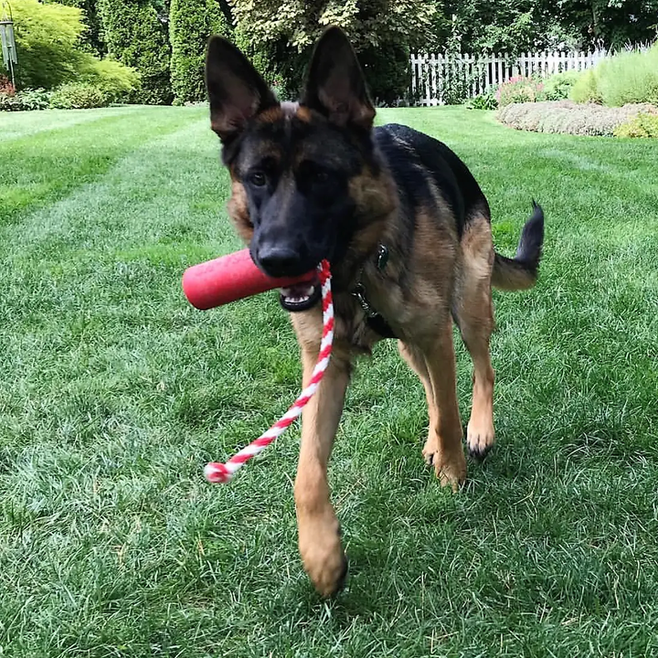 SodaPup USA-K9 Firecracker rubber reward toy in red, view 6