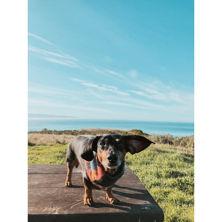 Sequoia Matching Dog &amp; Owner Scarf