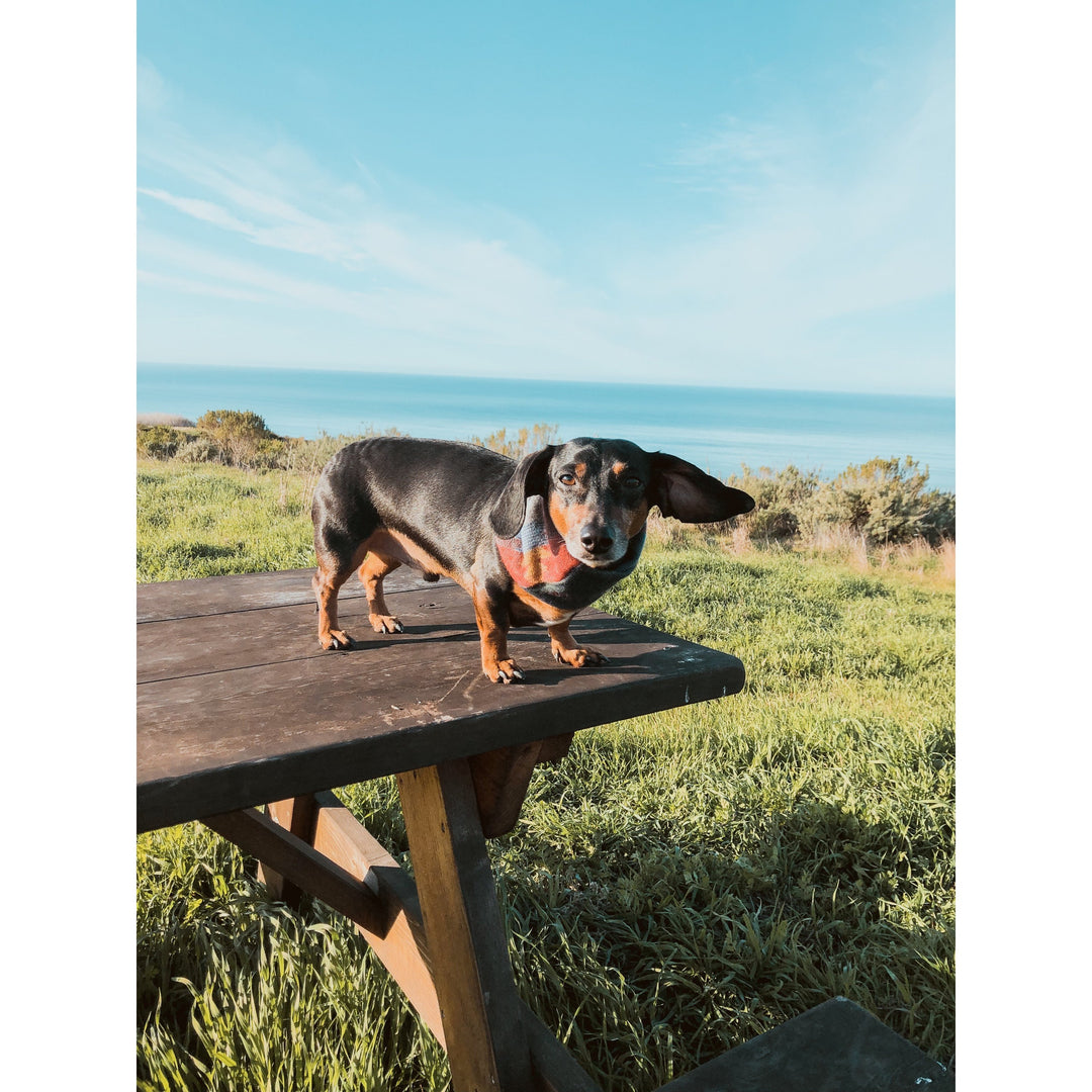 Sequoia Matching Dog &amp; Owner Scarf