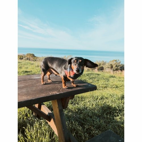 Sequoia Matching Dog &amp; Owner Scarf