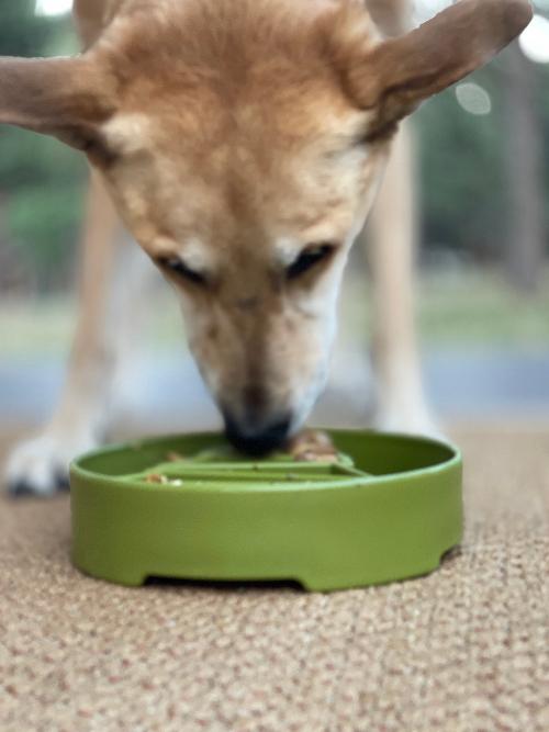 SodaPup Pine Tree TPE slow feeder dog bowl in green, view 8