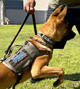Gallery viewerに画像を読み込む, Master Of Disaster Embroidered Morale Patch With Hook Fastener Backing For Tactical Gear Vests by kiloninerpets
