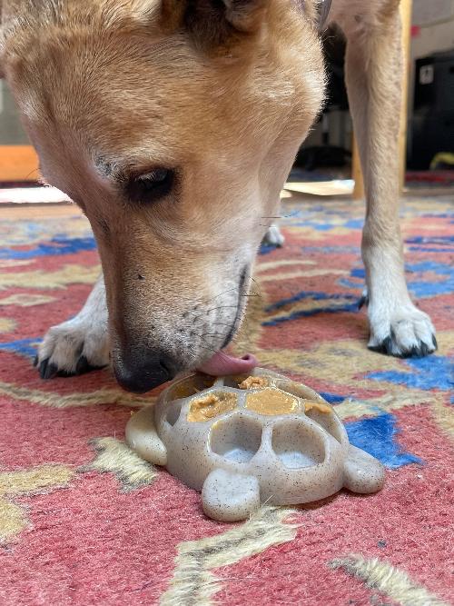 SodaPup Turtle eChew nylon dog chew toy in brown, view 5