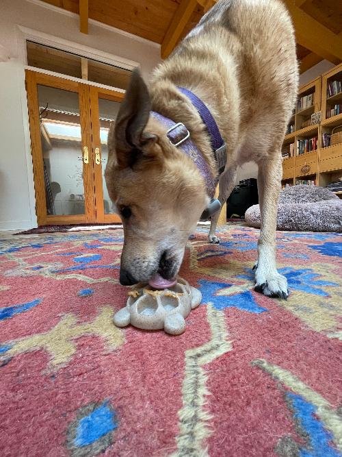 SodaPup Turtle eChew nylon dog chew toy in brown, view 8
