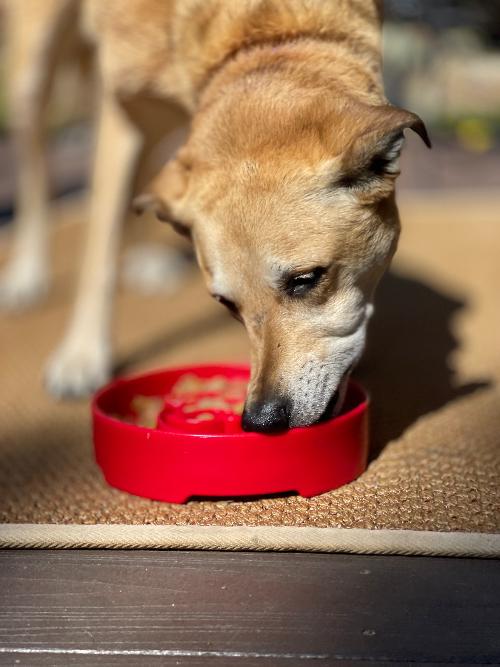 SodaPup Santa eBowl slow feeder dog bowl in red, view 10