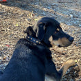 Load image into Gallery viewer, Halter Ego Black Leather Safari Dog Collar Leopard Print Topaz Rivets by Halter Ego®
