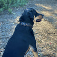 Load image into Gallery viewer, Halter Ego Black Leather Safari Dog Collar Leopard Print Topaz Rivets by Halter Ego®
