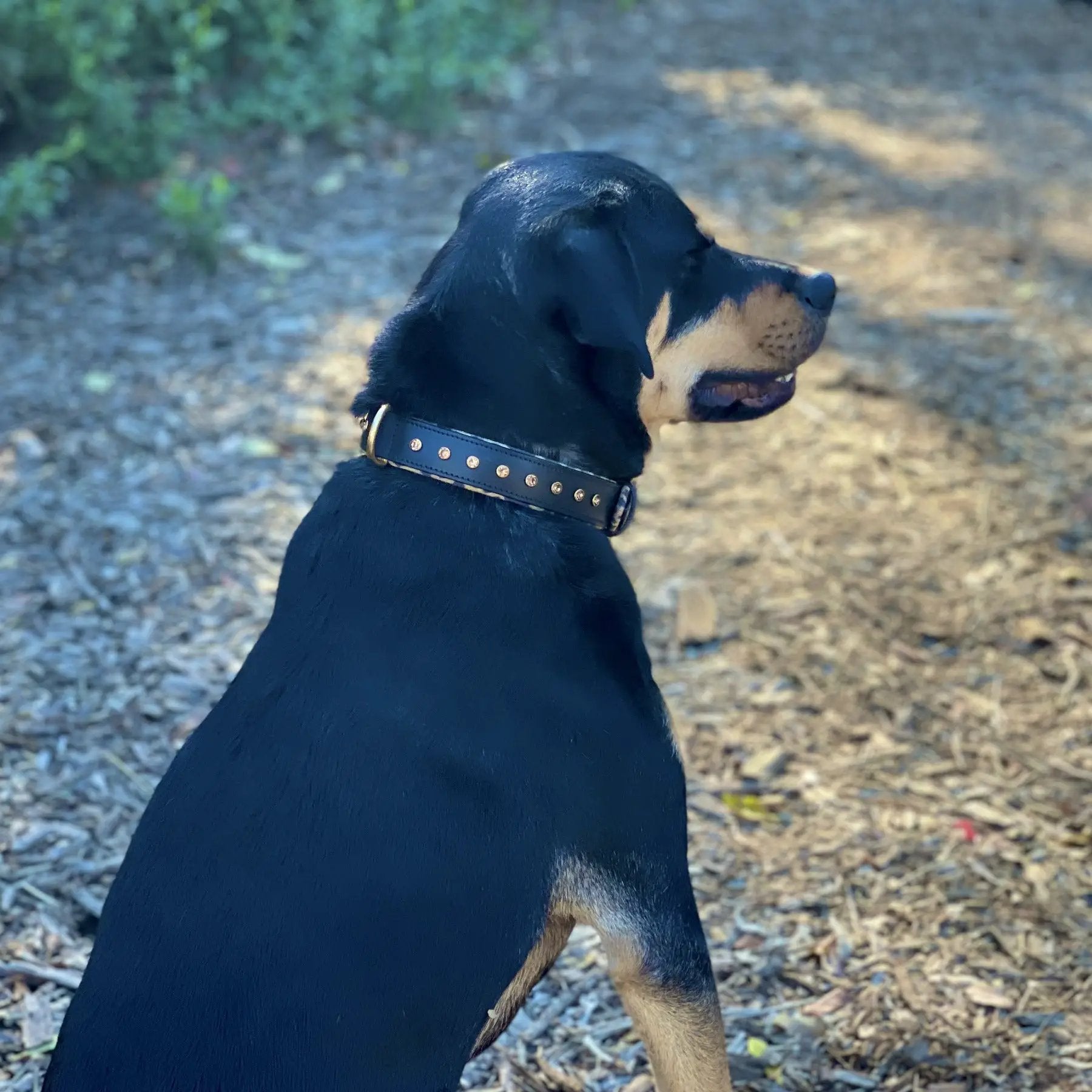 Halter Ego Black Leather Safari Dog Collar Leopard Print Topaz Rivets by Halter Ego®