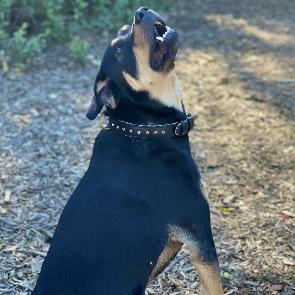 Halter Ego Safari Black Leather Dog Collar on a dog