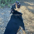 Load image into Gallery viewer, Halter Ego Black Leather Safari Dog Collar Leopard Print Topaz Rivets by Halter Ego®
