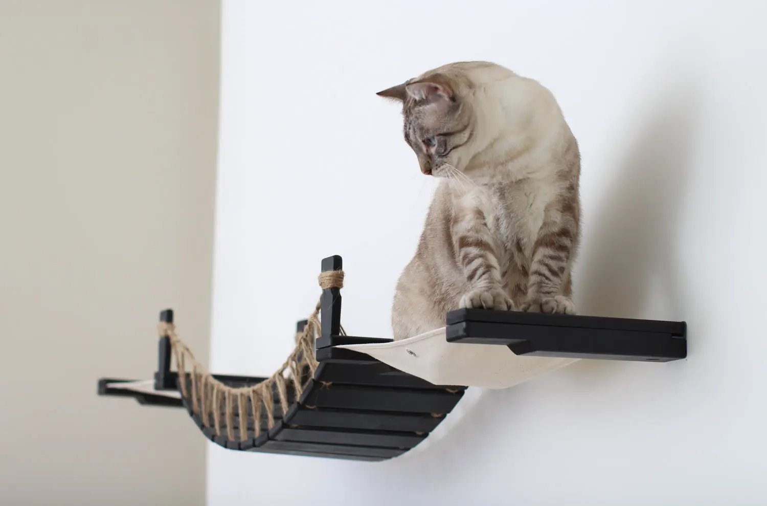 Double Cat Hammock and Climbing Bridge Combo cat bridge with black frame and rope hammock, cream cat perched.