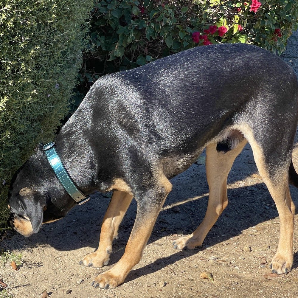 Halter Ego Metallic Teal Croc Leather Dog Collar on a dog