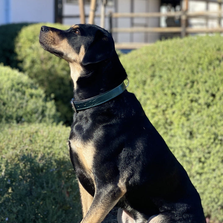 Halter Ego Metallic Teal Croc Leather Dog Collar on a dog