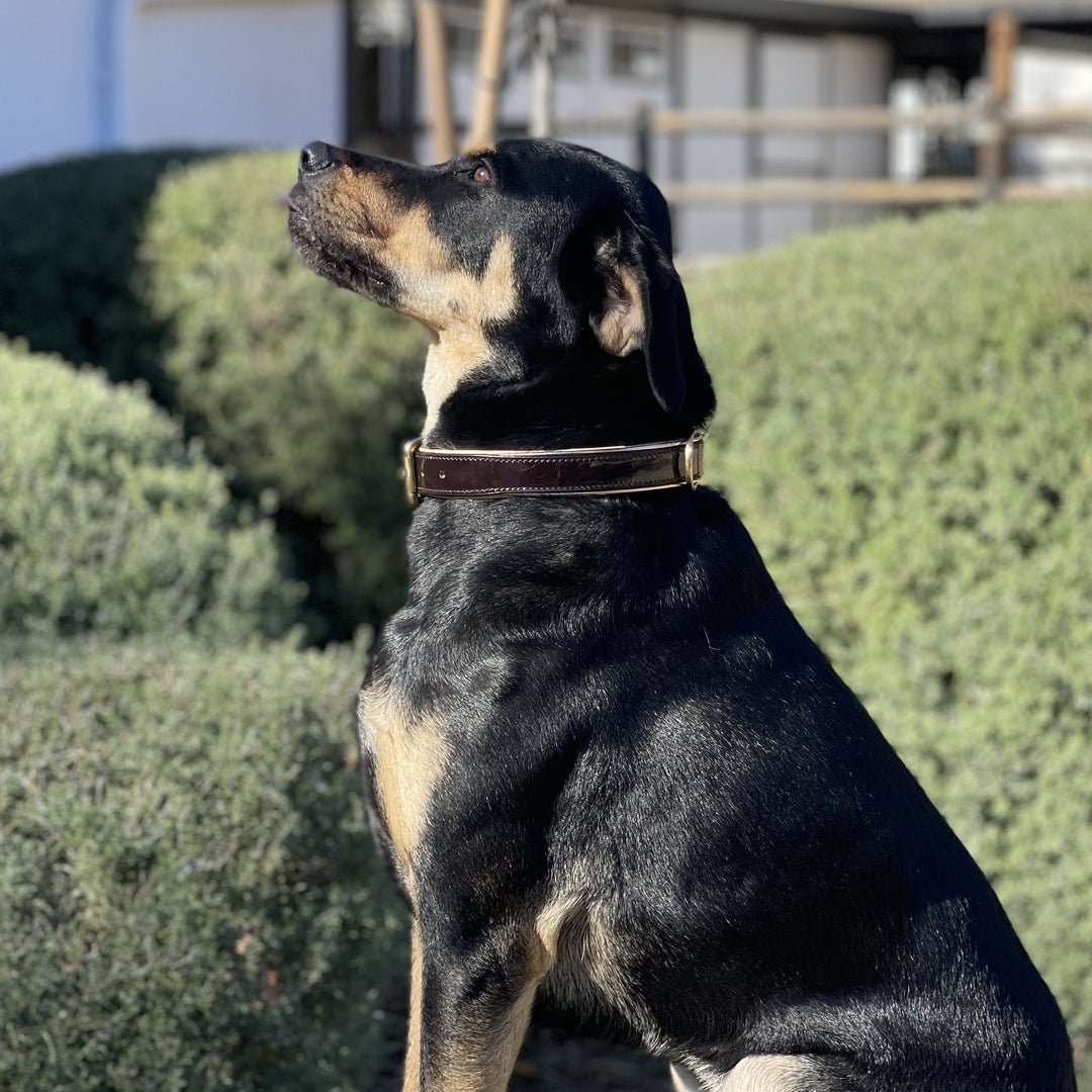 Halter Ego Florence Brown Patent Leather Dog Collar on a dog