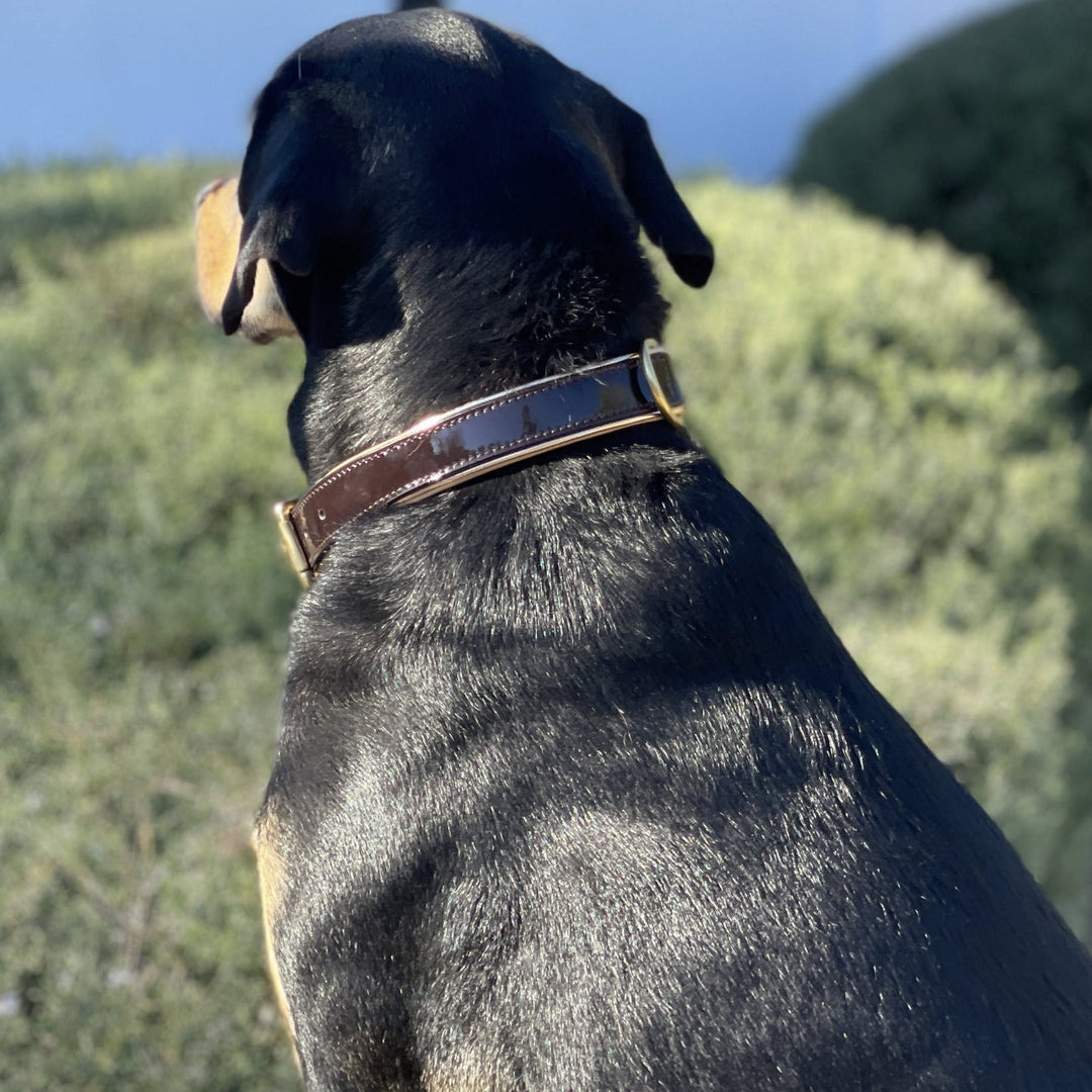 Halter Ego Florence Brown Patent Leather Dog Collar on a dog