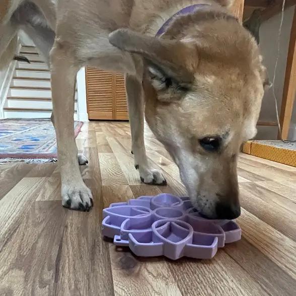 Dog using the Mandala Softie eTray Slow Feeder Dog Bowl on a wooden floor, showcasing its functionality for messy eaters.