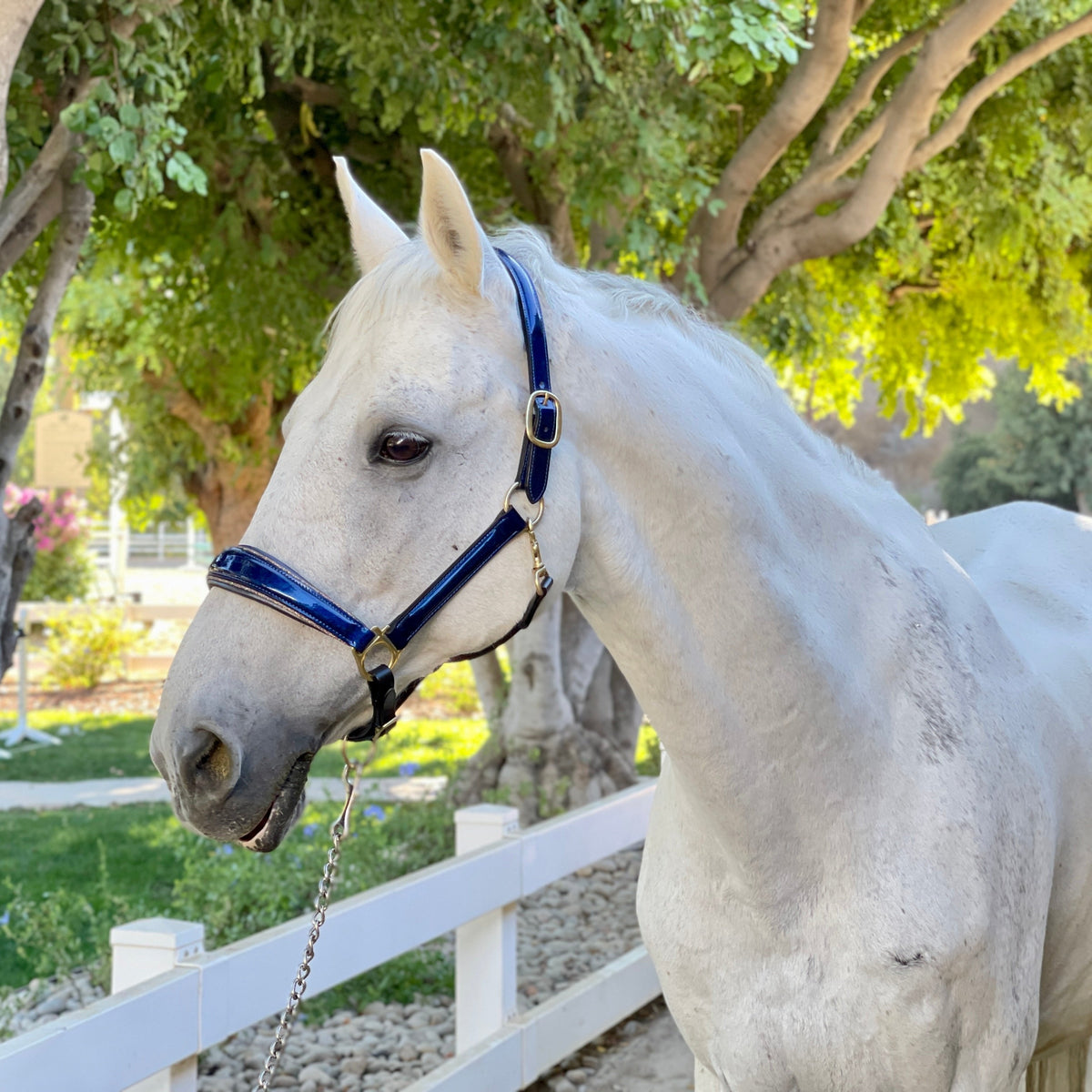 Halter Ego Revolution Cobalt Blue Patent Leather Horse Halter on a horse