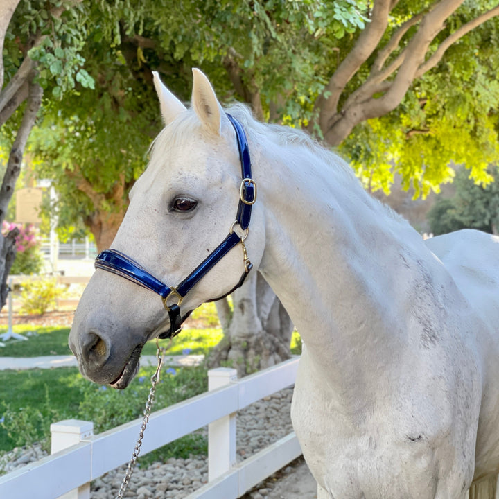 Halter Ego Revolution Cobalt Blue Patent Leather Horse Halter on a horse