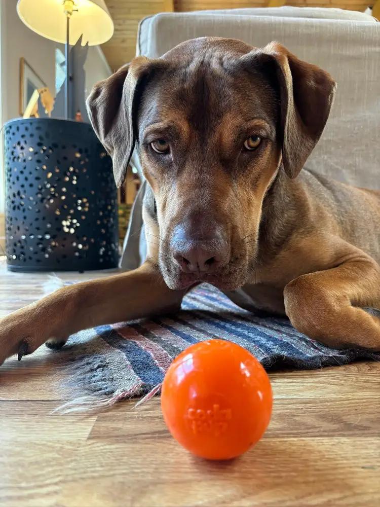 Squeak Ball - Giocattolo per cani durevole con squeaker, galleggiante, da masticare | Prodotto negli USA