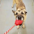 Bild in Galerie-Betrachter laden, USA-K9 Granaten-Hundespielzeug aus Gummi | Belohnungsspielzeug für K9-Hundeführer | Hergestellt in den USA
