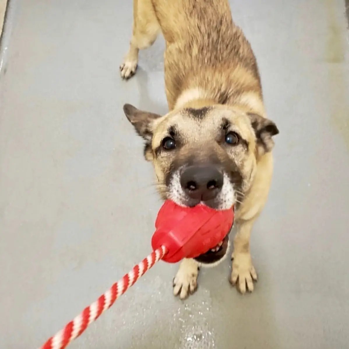 USA-K9 Granaten-Hundespielzeug aus Gummi | Belohnungsspielzeug für K9-Hundeführer | Hergestellt in den USA