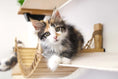 Gallery viewerに画像を読み込む, The Juggernaut indoor cat playground wall unit, natural wood cat condo by Catastrophic Creations
