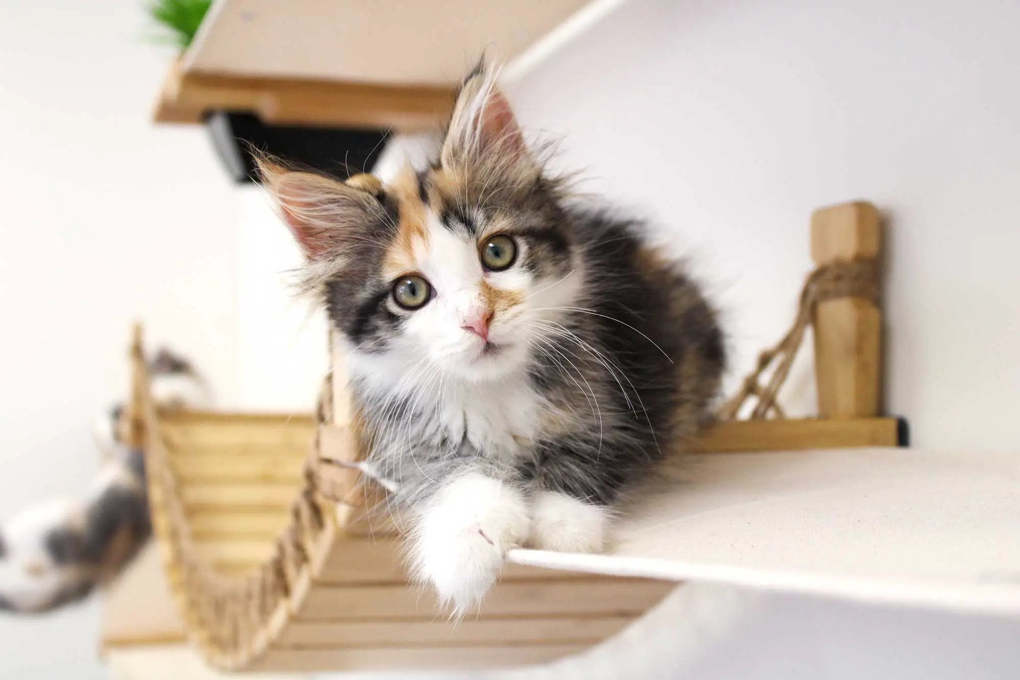 The Juggernaut indoor cat playground wall unit, natural wood cat condo by Catastrophic Creations