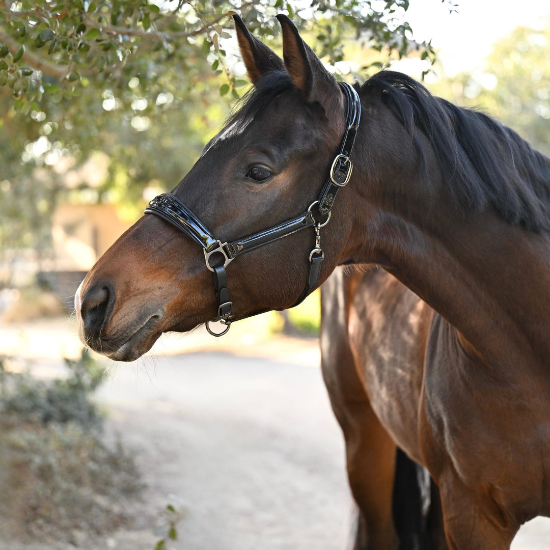 Halter Ego Valentina Black Patent Leather Horse Halter on a horse