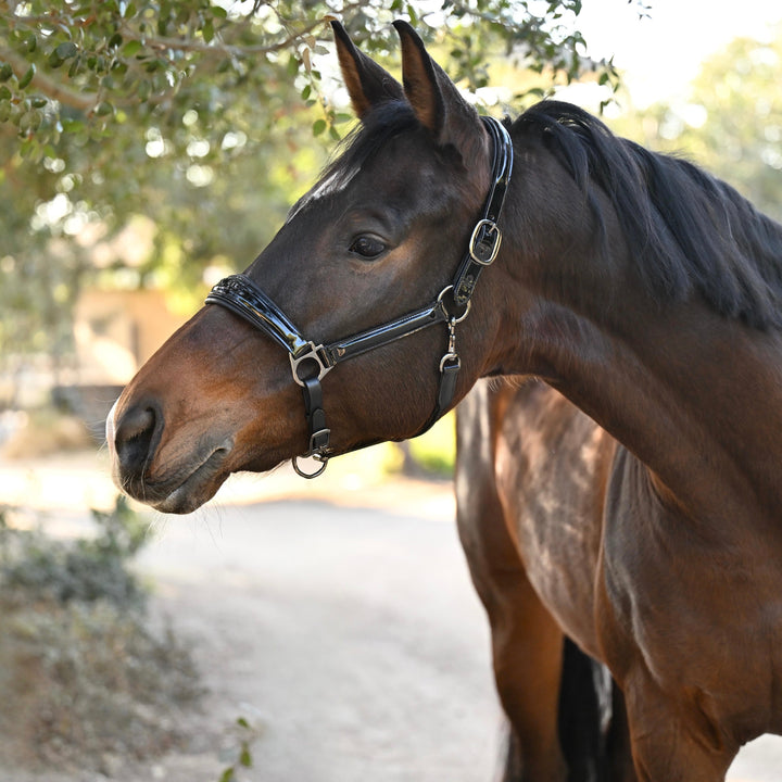 Halter Ego Valentina Black Patent Leather Horse Halter on a horse