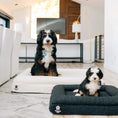 Bild in Galerie-Betrachter laden, Luxury Orthopedic Dog Bed by Wasatch Pup
