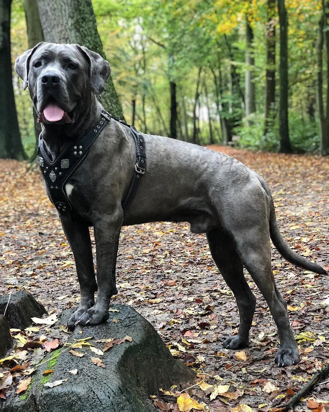The "Aztec" BLACK harness - Pet Collars & Harnesses from Bestia Dog Gear