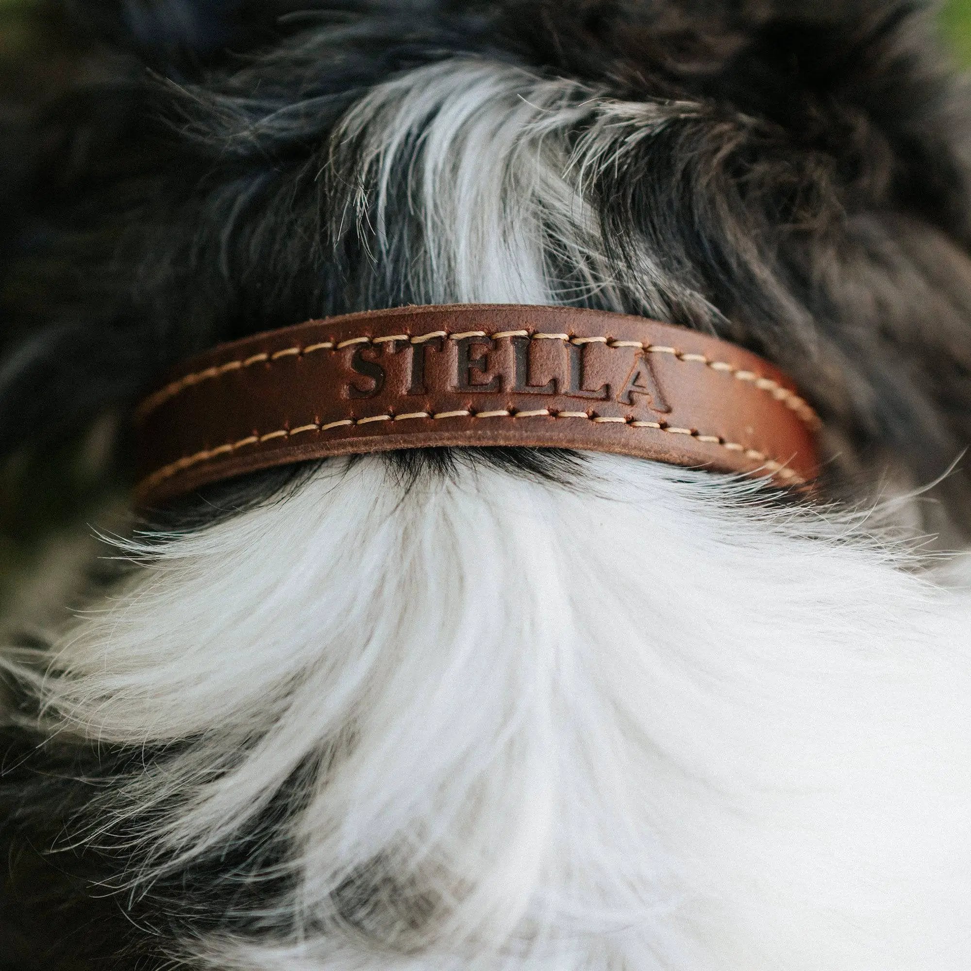 Designer Premium American Leather Dog Collar Full Grain Handcrafted by Lifetime Leather Co