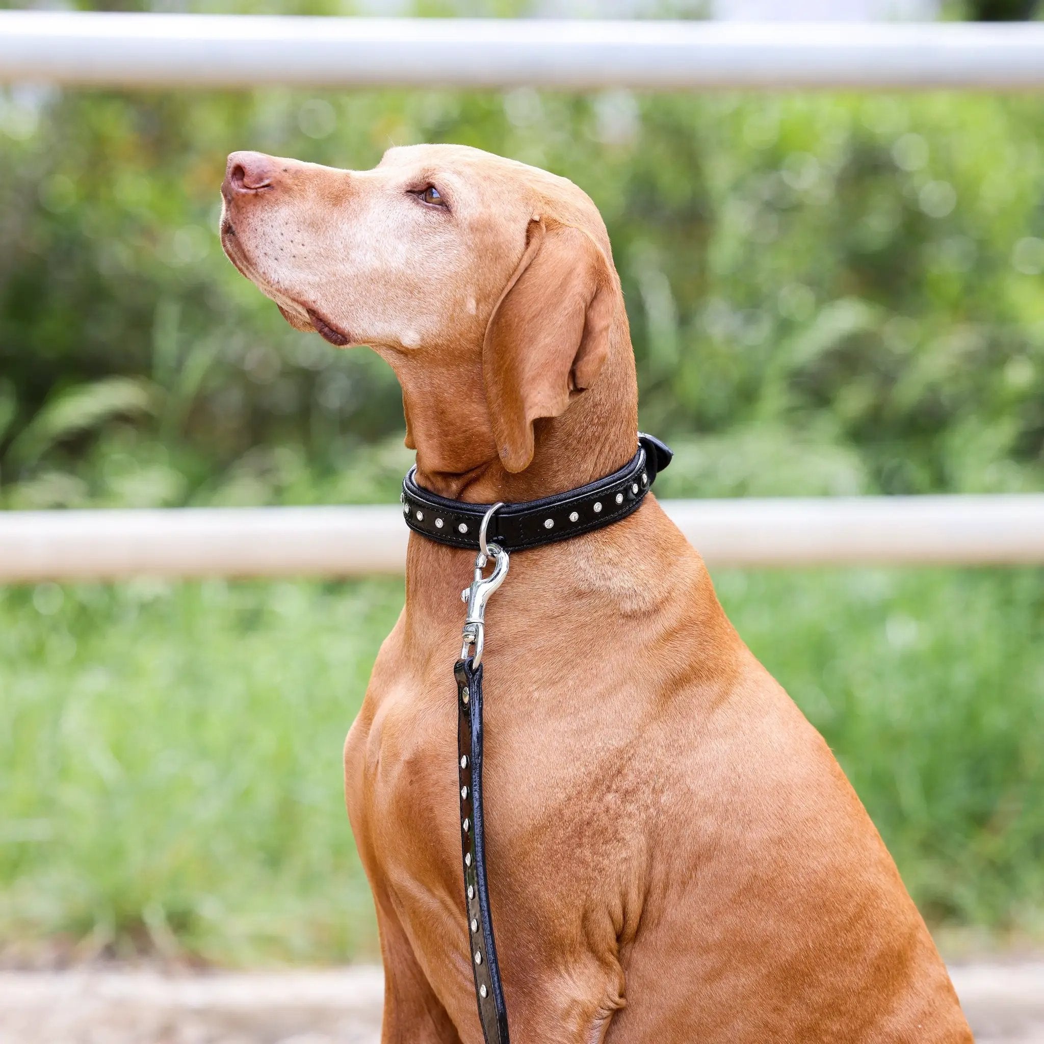 Halter Ego Celebrity Black Patent Leather Dog Leash Clear Crystals by Halter Ego®