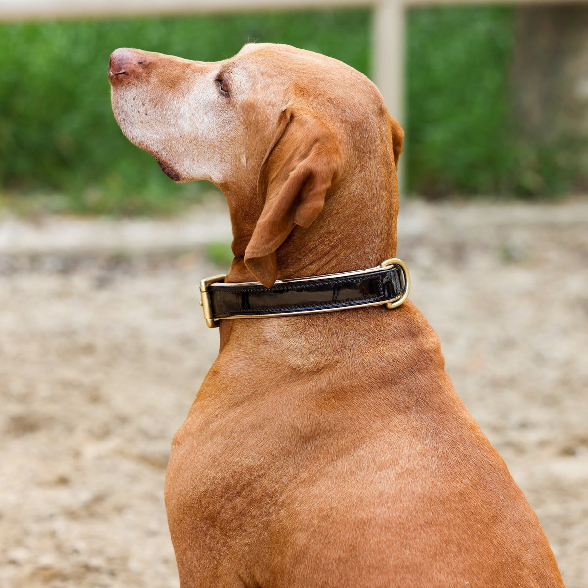 Halter Ego Florence Brown Patent Leather Dog Leash on a dog
