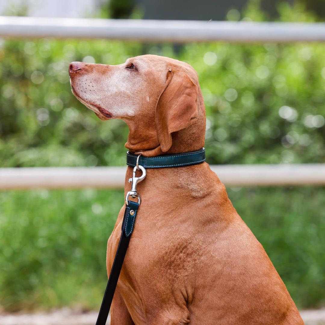 Halter Ego Metallic Teal Leather Dog Leash on a dog