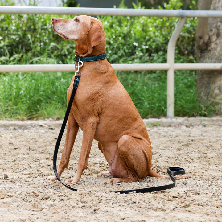 Halter Ego Metallic Teal Leather Dog Leash on a dog