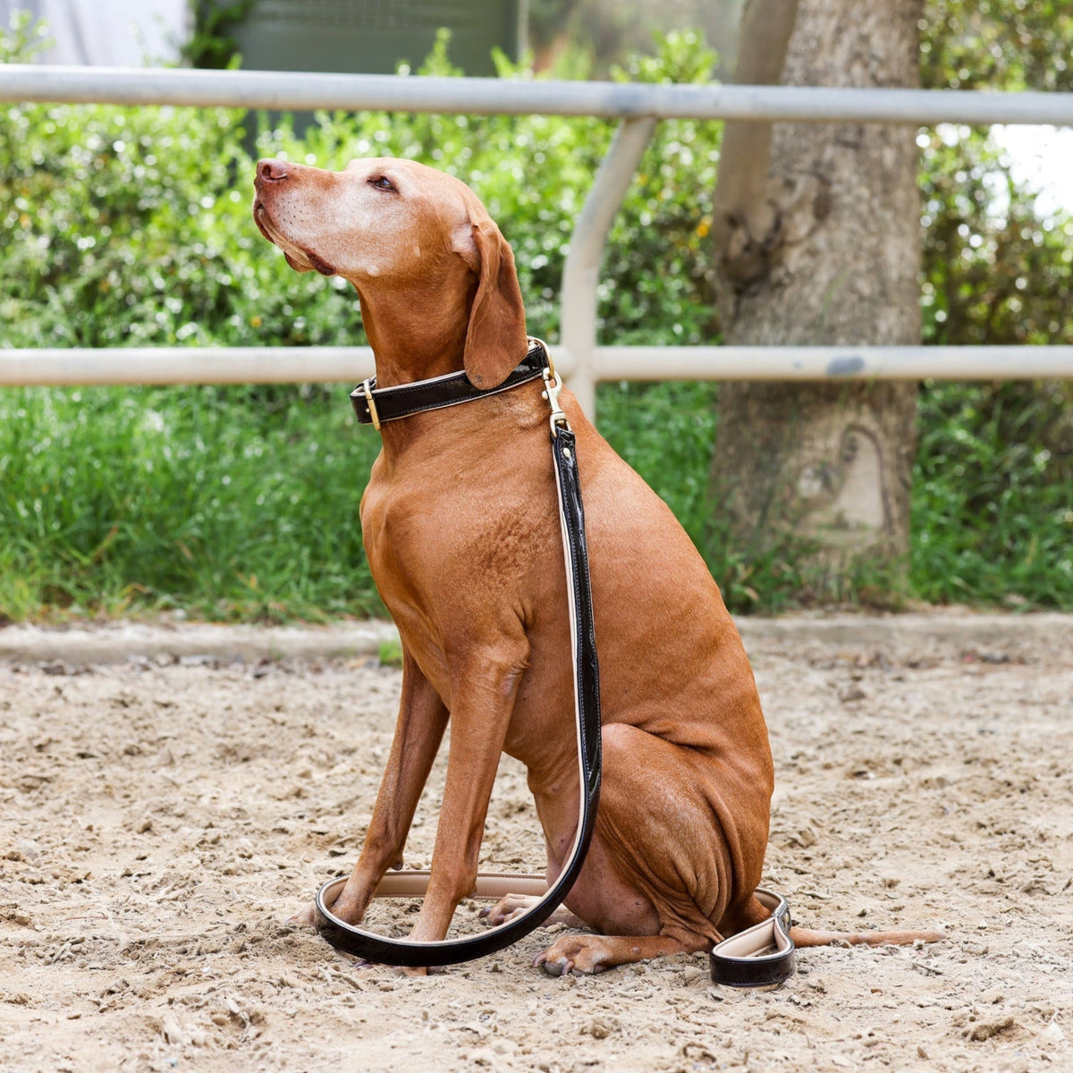 Halter Ego Florence Brown Patent Leather Dog Collar on a dog