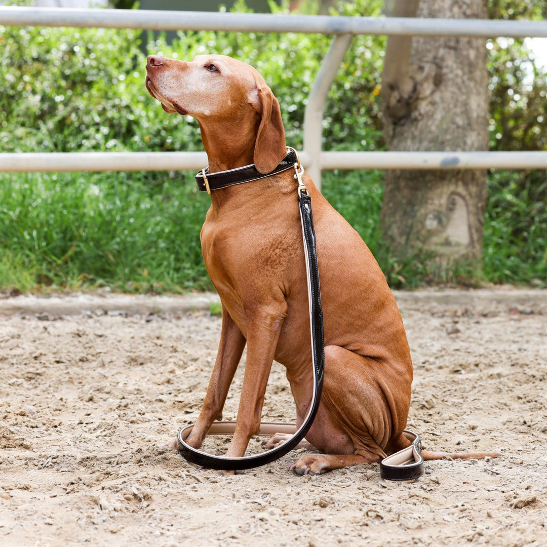Halter Ego Florence Brown Patent Leather Dog Leash on a dog