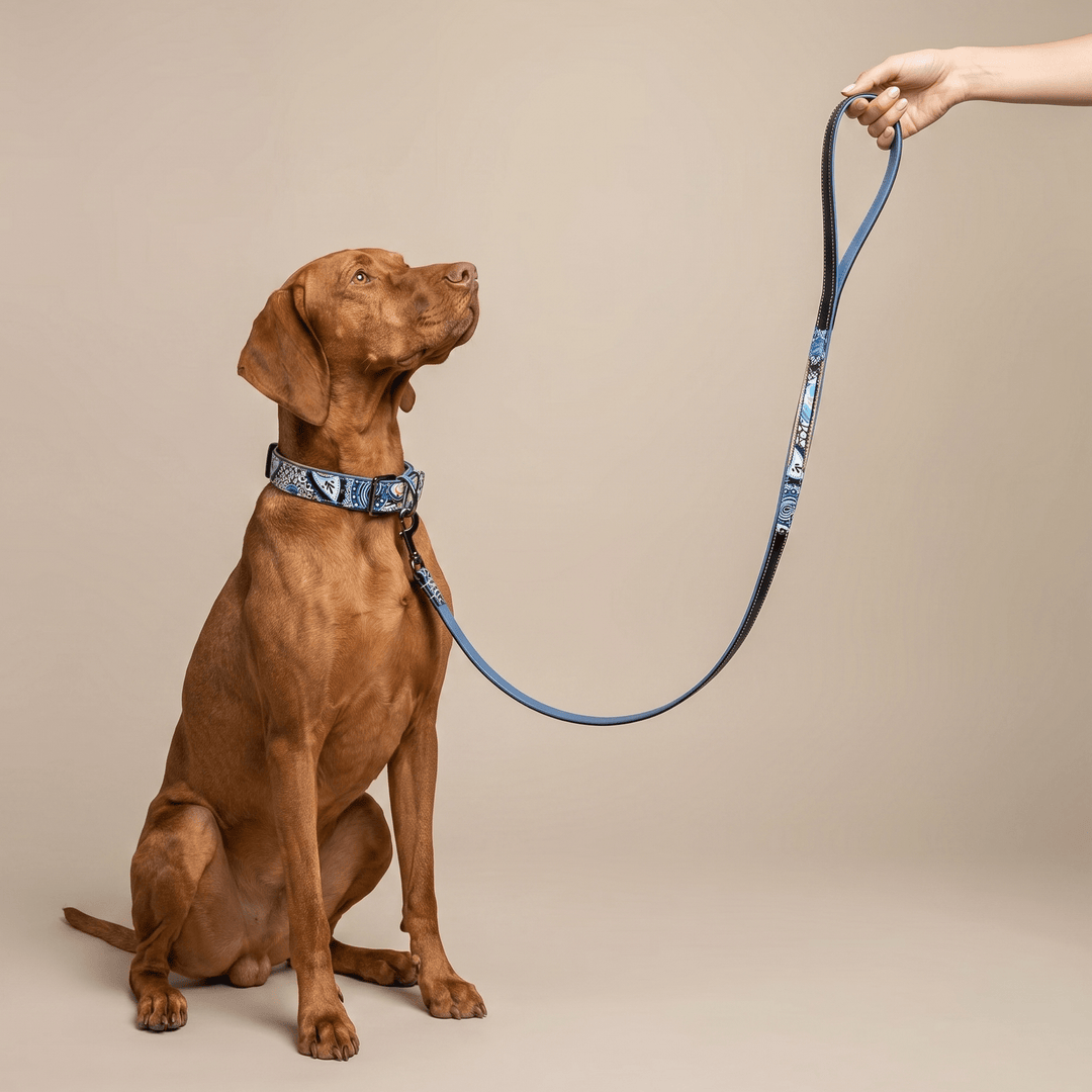 Halter Ego Blossom Leather Dog Collar on a dog