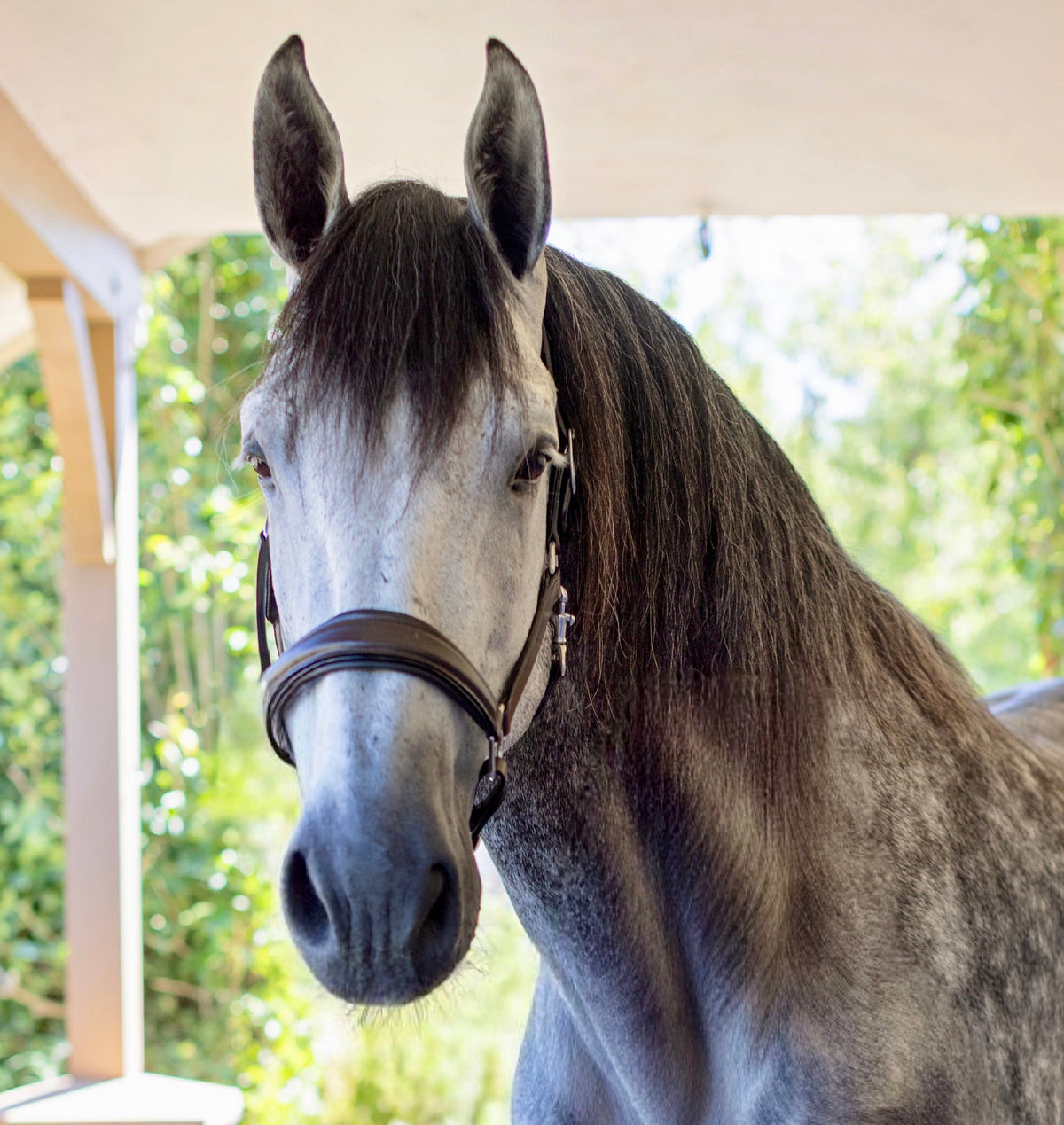 Halter Ego Sarah Brown Leather Horse Halter on a horse