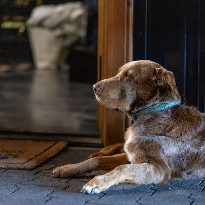 Halter Ego Azura Leather Dog Collar on a dog