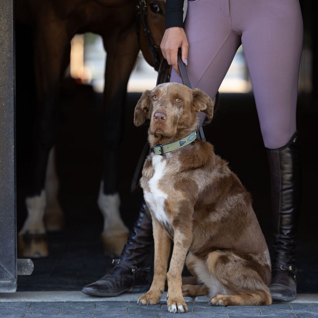 Halter Ego Azura Leather Dog Collar on a dog