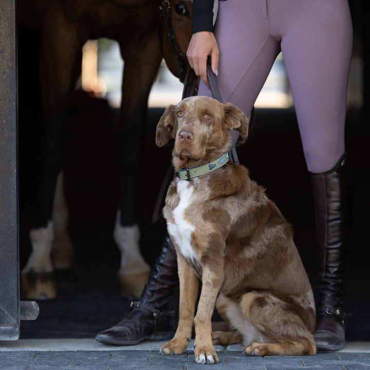 Halter Ego Azura Leather Dog Collar on a dog