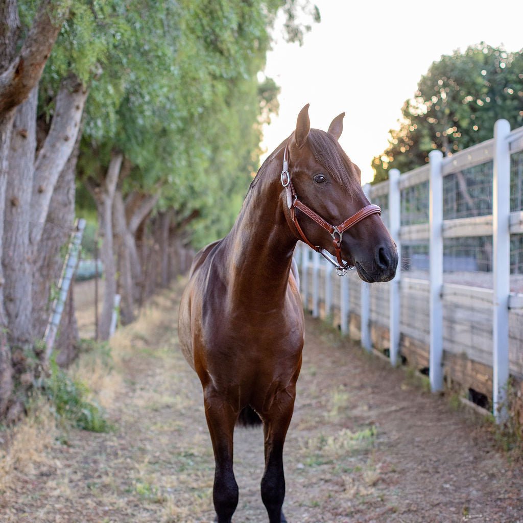Halter Ego Fancy Stitched Cognac Leather Horse Halter on a horse