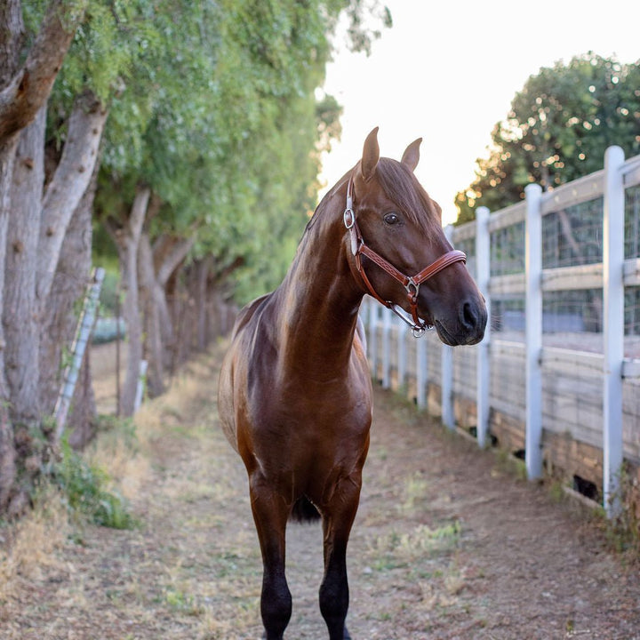 Halter Ego Fancy Stitched Cognac Leather Horse Halter on a horse