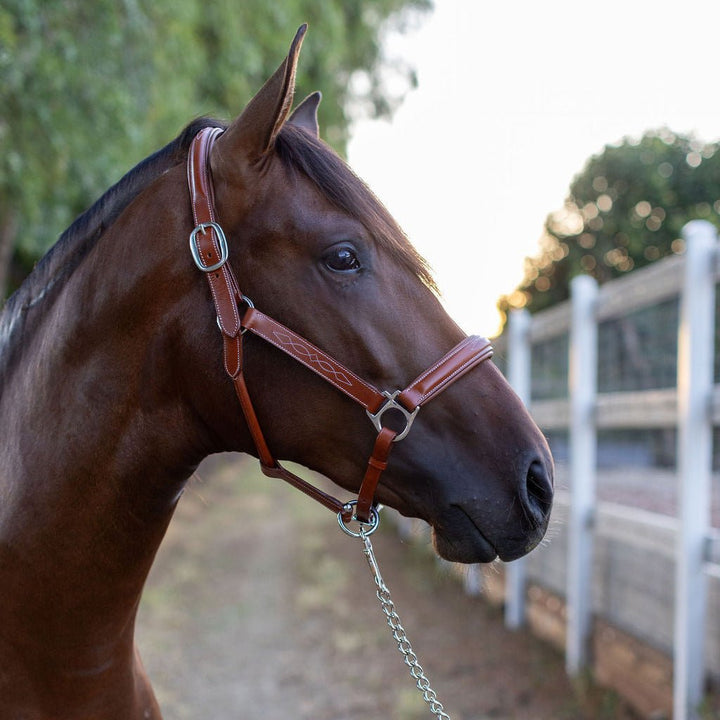 Halter Ego Fancy Stitched Cognac Leather Horse Halter on a horse