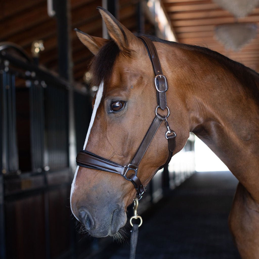 Halter Ego Sarah Brown Leather Horse Halter on a horse