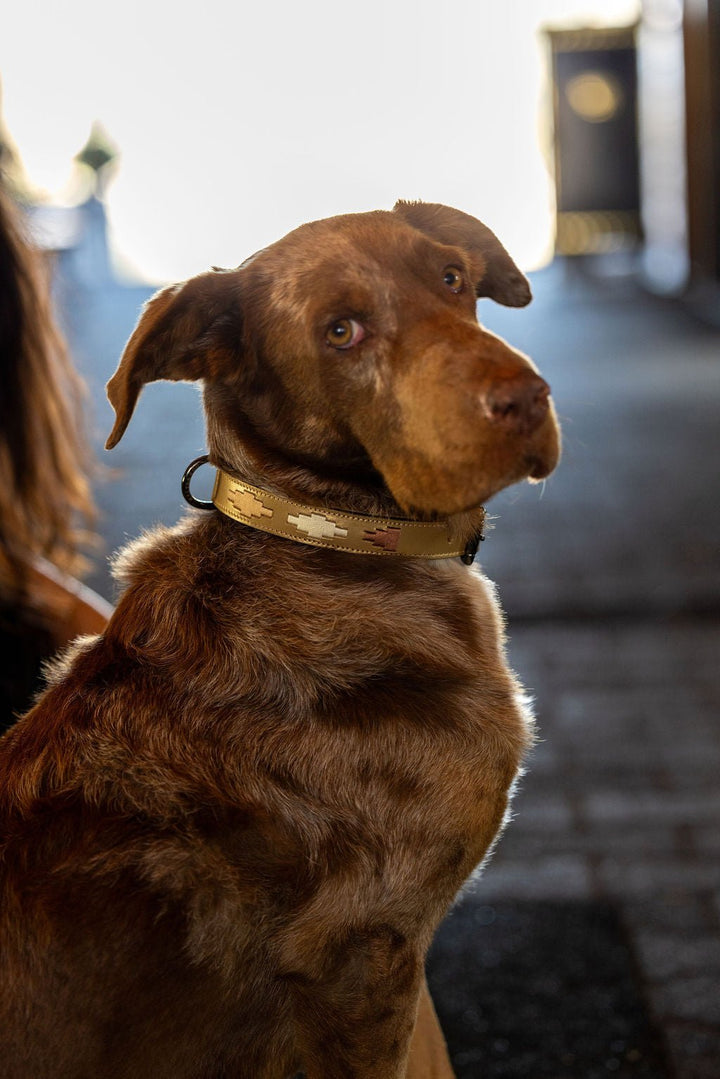 Halter Ego Gilded Solstice Leather Dog Collar on a dog