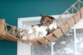 Gallery viewerに画像を読み込む, Cat Wall Bridge and Shelf Set by Catastrophic Creations, natural wood planks with rope, cat lounging
