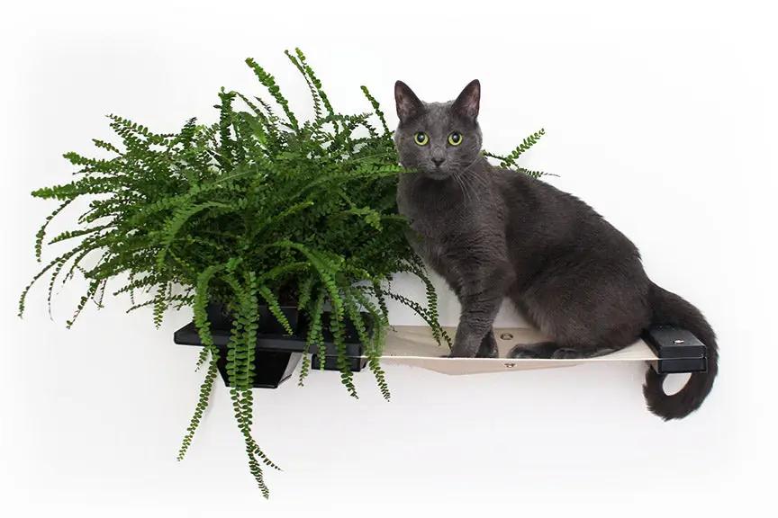 Cat Hammock Wall with Planter by Catastrophic Creations, gray cat on wooden shelf with green fern.